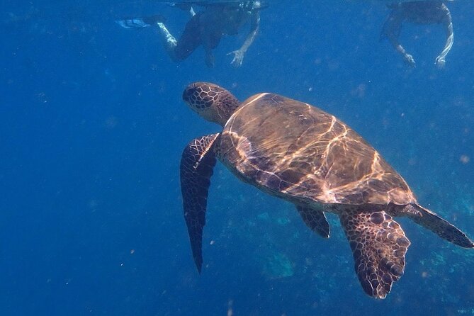 South Shore Turtle Kayak and Snorkel Experience - Snorkeling for About 45 Minutes: Turtle Time, Coral, and Fish Schools