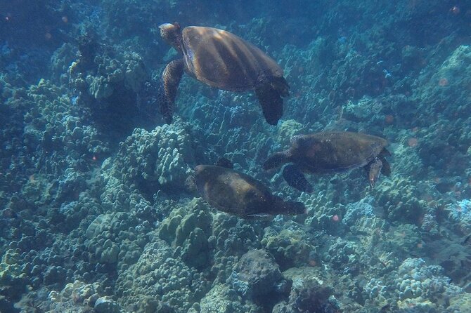 South Shore Turtle Kayak and Snorkel Experience - Price and Value: Is $118.84 Worth It?