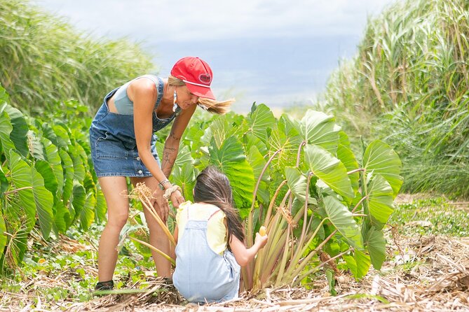 Taste of Hawaii: A Maui Farm Tour - La Kāhea Community Farm: what makes this Maui farm tour feel real