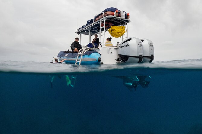 The Best 2.5 Hour Molokini Snorkel Tour & Whale Watch - Getting From Kihei to the Water: The Dock, the Boat, and the Vibe