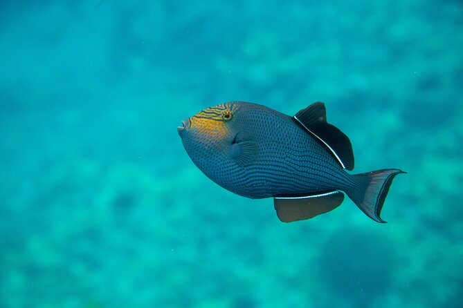 The Best 2 Hour Molokini Express Snorkeling - Back wall and backside snorkeling: great when conditions cooperate