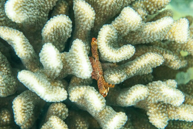 The Best Maui 3 Hour Molokini and Turtle Town Snorkel - Key points I’d pack into your plan