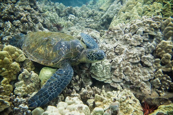 The Best Maui 3 Hour Molokini and Turtle Town Snorkel - Small boat perks: less crowding, more flexibility, and smoother control