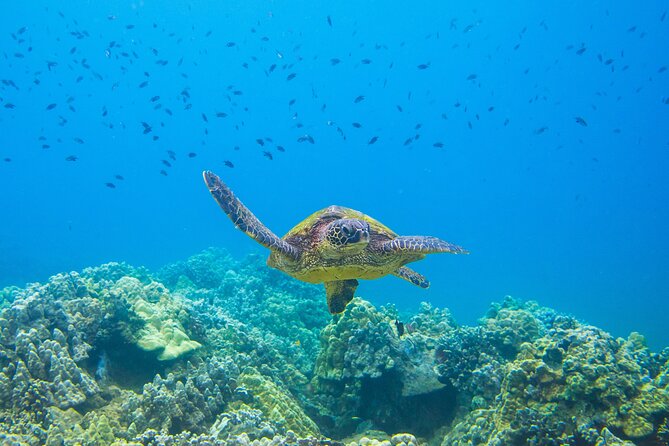The Best Maui 3 Hour Molokini and Turtle Town Snorkel - Breakfast, snacks, and snorkel gear: the included value you feel immediately
