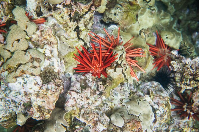 The Best Maui 3 Hour Molokini and Turtle Town Snorkel - Price and value: is $188.13 for 3 hours fair?