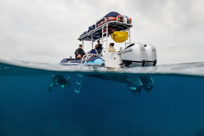 The Best Maui 3 Hour Molokini and Turtle Town Snorkel - What you’ll likely see (and what to keep flexible)