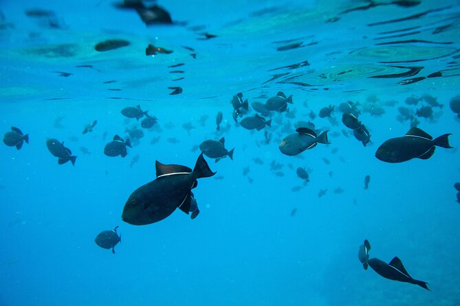 The Best Maui 3 Hour Molokini and Turtle Town Snorkel - Your 7:00 am meetup at 2800 S Kihei Rd (and what that means)