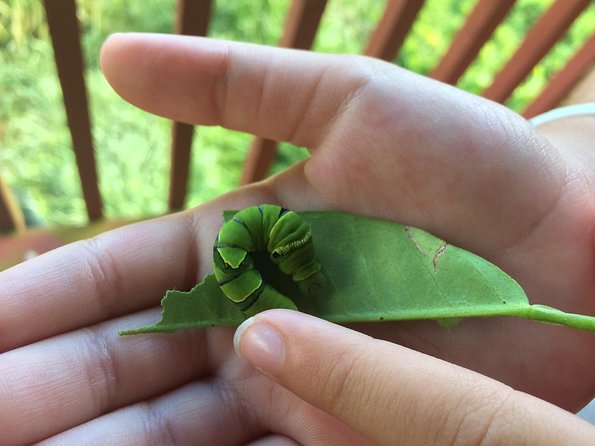 The Maui Butterfly Farm Tour - Price and logistics at a glance (so you can judge the value)