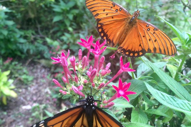 The Maui Butterfly Farm Tour - The best fit: who will love this tour most