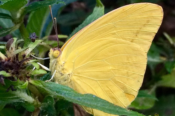The Maui Butterfly Farm Tour - What might not work for you