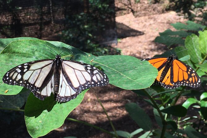 The Maui Butterfly Farm Tour - Timing it in Maui: pair it with easy nearby stops