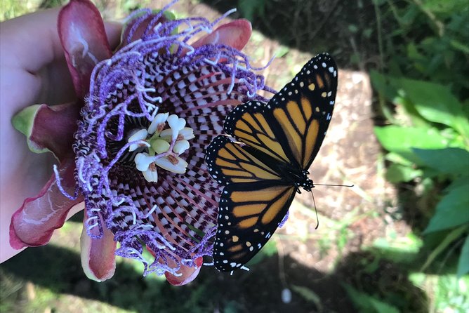 The Maui Butterfly Farm Tour - Should you book the Maui Butterfly Farm tour?