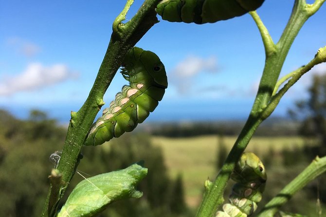 The Maui Butterfly Farm Tour - FAQ