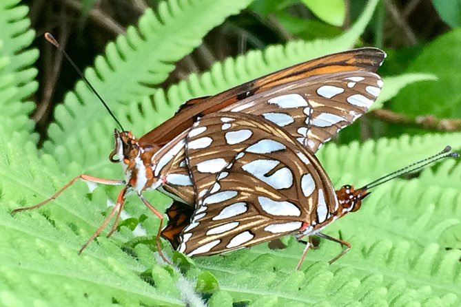 The Maui Butterfly Farm Tour - Feeding butterflies in the flight house: the moment that earns the price