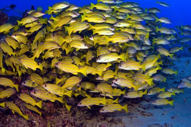 Turtle Reef Kayak Tour of Makena, Maui - The paddle route: what the 1.5 to 2 miles feels like