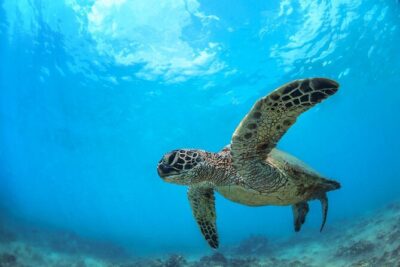 Turtle Reef Kayak Tour of Makena, Maui - Price and value for a $121 Makena kayak morning