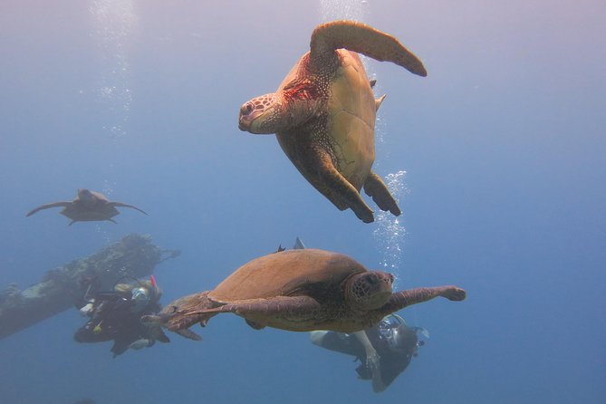 Turtle & Shark Scuba Dive in Lahaina: Certified - What You’ll Actually See: Turtles, Turtle Cleaning Stations, and Reef Sharks