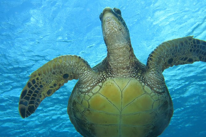 Turtle & Shark Scuba Dive in Lahaina: Certified - Weather and Timing: Why Booking Ahead Helps