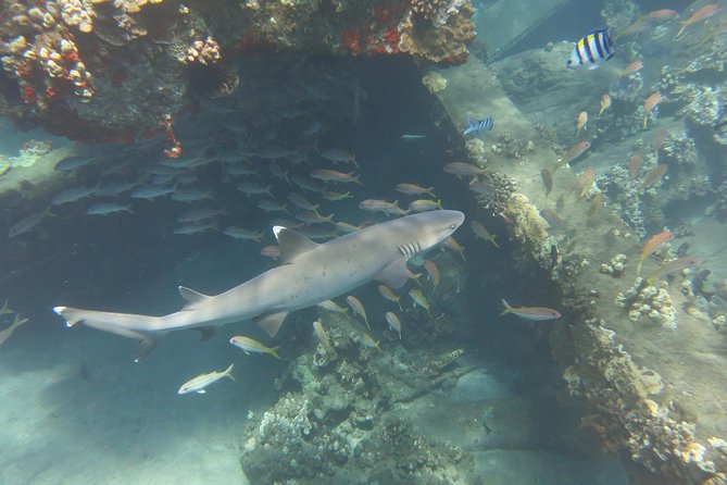 Turtle & Shark Scuba Dive in Lahaina: Certified - Who Should Book This, and Who Should Skip It