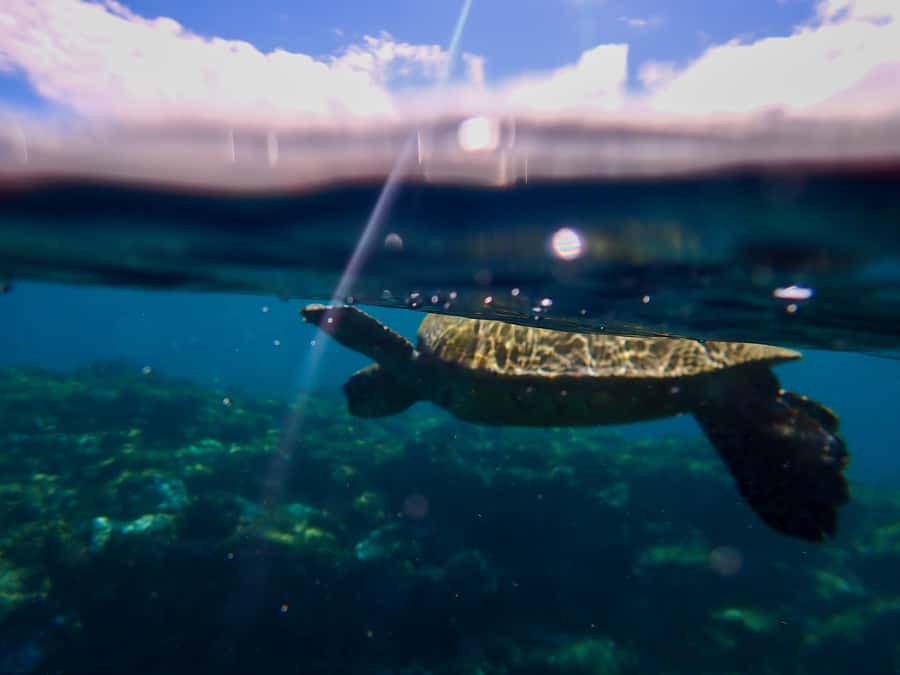 Turtle Town Clear Kayak & Snorkel Tour (8am-11am) - Key points before you go