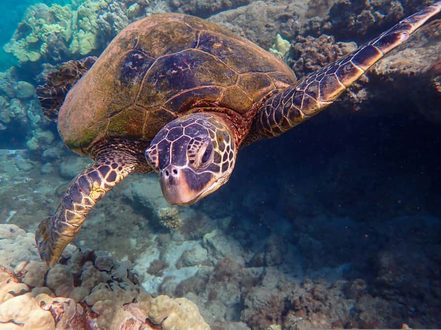 Turtle Town Clear Kayak & Snorkel Tour (8am-11am) - Makena Landing and Turtle Town: the real reason this tour works