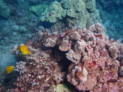 Turtle Town Clear Kayak & Snorkel Tour (8am-11am) - Your 8am–11am flow: how the time is typically used