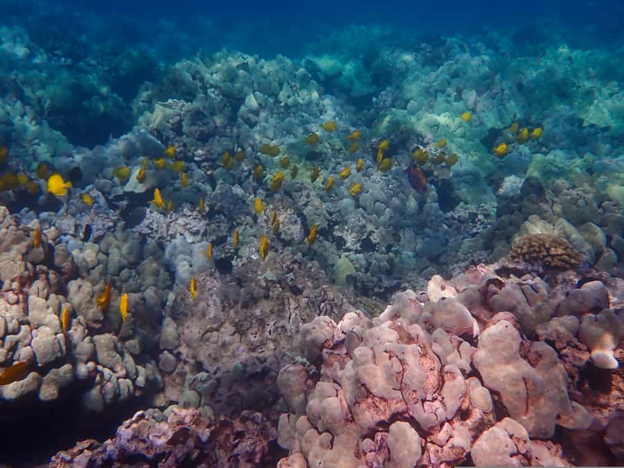 Turtle Town Clear Kayak & Snorkel Tour (8am-11am) - Snorkeling gear and comfort: what’s included, what you control
