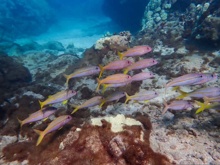 Turtle Town Clear Kayak & Snorkel Tour (8am-11am) - Guides who actually manage a small group