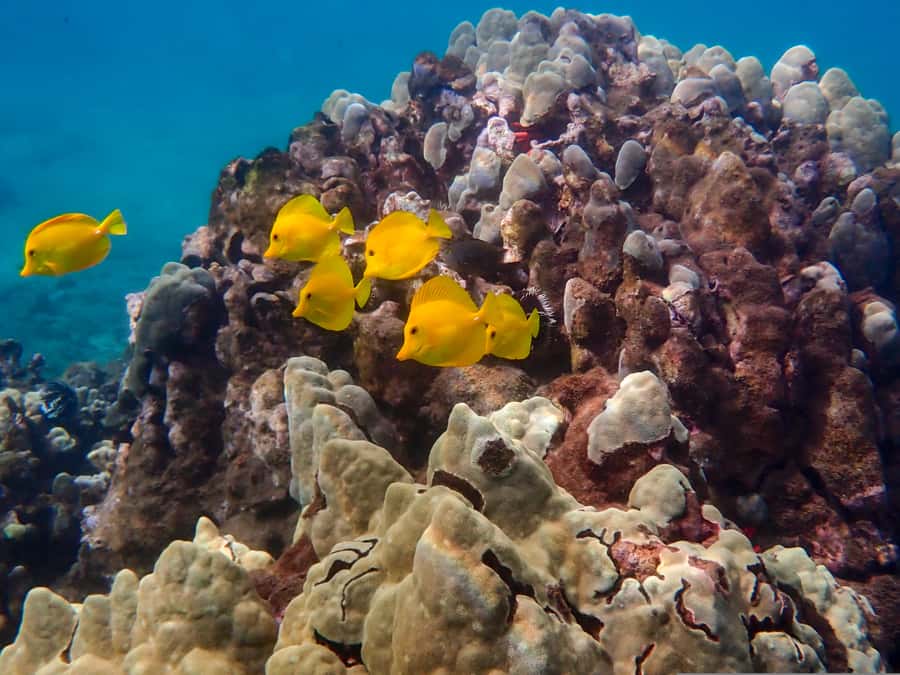 Turtle Town Clear Kayak & Snorkel Tour (8am-11am) - Weather, wind, and the wildlife you should expect