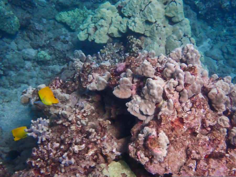 Turtle Town Clear Kayak & Snorkel Tour (8am-11am) - Your 8am–11am flow: how the time is typically used