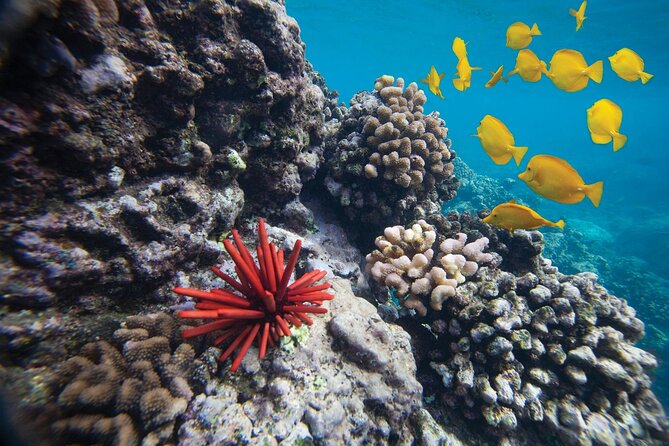 Turtle Town Snorkel with Free Photo and Video - Beginners - Turtle Town Snorkel: What the 90 Minutes Feels Like