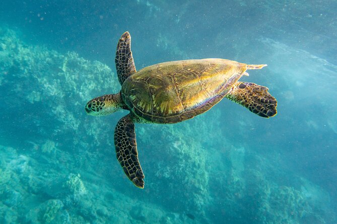Turtle Town Snorkel with Free Photo and Video - Beginners - Free Underwater Photos and Video: Getting Memories Without Extra Hassle