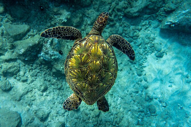 Turtle Town Snorkel with Free Photo and Video - Beginners - Sea Scooter Style Snorkeling: Fun, But Only If You’re Comfortable