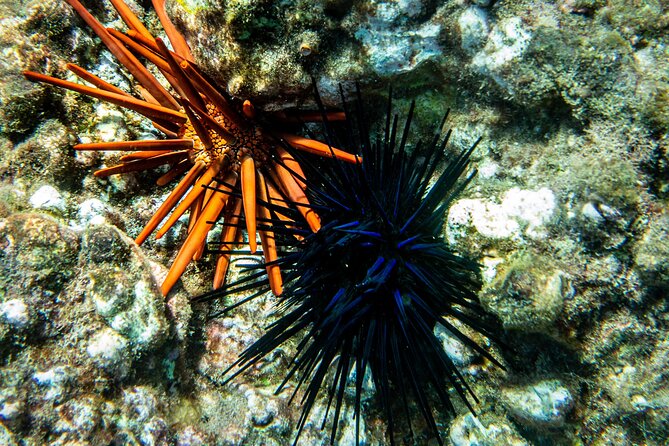 Turtle Town Snorkel with Free Photo and Video - Beginners - The Guides: Small Group Attention You Can Feel