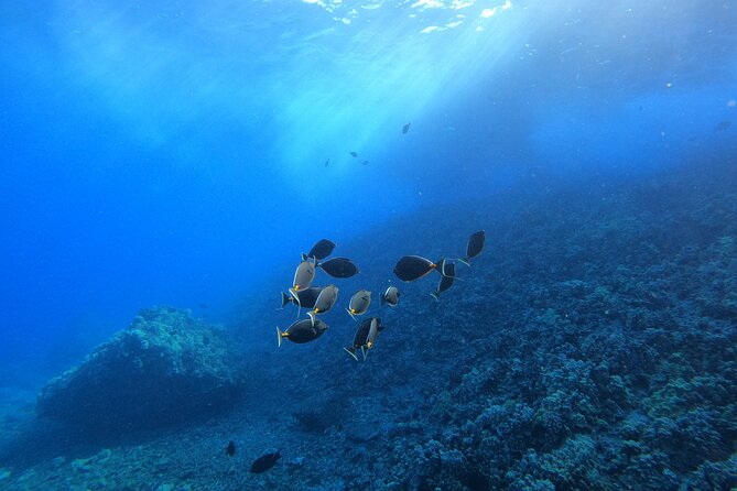 Turtle Town Snorkel with Free Photo and Video - Beginners - What You’ll See Underwater (And Why the Tour Promises More Than Turtles)