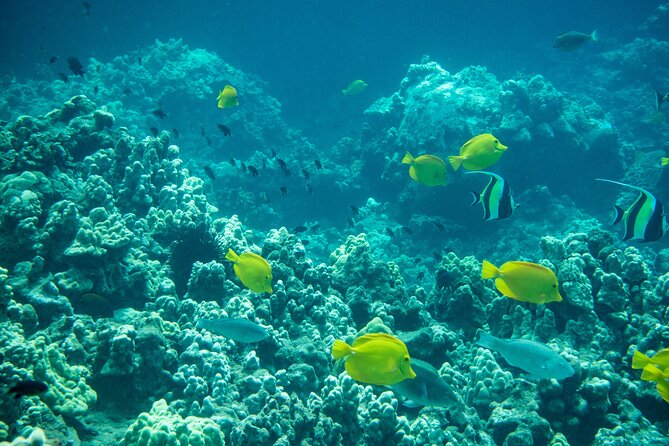 Turtle Town Snorkel with Free Photo and Video - Beginners - Price and Value: Is $149 Worth It?