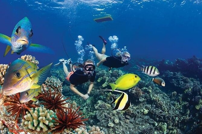 Turtles & Tacos Luxury Catamaran Snorkel - Taco Lunch and Premium Open Bar on the Water