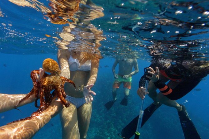 Ultimate 4 Hour Lanai Snorkel and Dolphin Encounter - Stop Two: Maui-side reef time (and why sharks show up)
