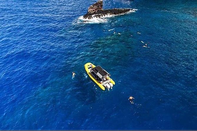 Ultimate 4 Hour Lanai Snorkel and Dolphin Encounter - Whale spotting: the December to April payoff