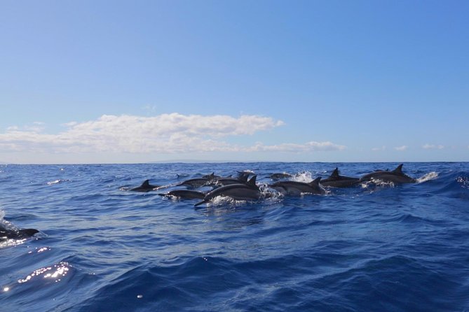 Ultimate 4 Hour Lanai Snorkel and Dolphin Encounter - Price and what you truly get for $175