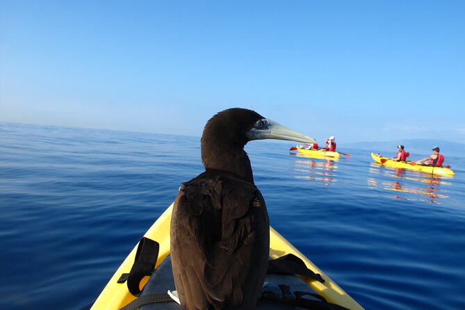 Ultimate Maui Kayak Snorkel Experience - Gear, Comfort, and Small Details That Save Your Phone