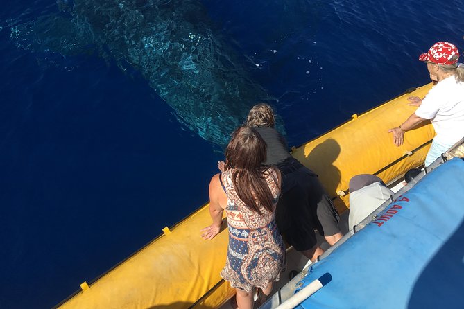VIP (12 Guests ONLY) Ultimate Whale Watch - Key Things You’ll Notice Right Away