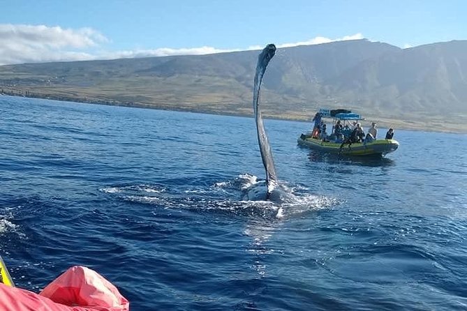 VIP (12 Guests ONLY) Ultimate Whale Watch - From 1229 Front St to the Whale Hunt: How Your 2 Hours Really Play Out