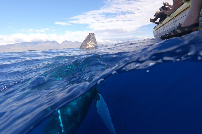 VIP (12 Guests ONLY) Ultimate Whale Watch - What You Can Expect to See: Humpbacks, Calves, Breaches, and More
