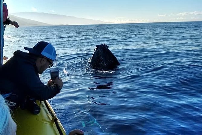 VIP (12 Guests ONLY) Ultimate Whale Watch - VIP Guarantee in Dec–April: The Free-Return Promise