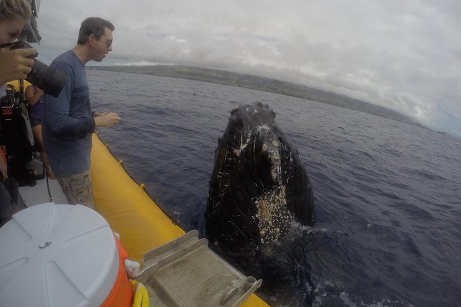 VIP (12 Guests ONLY) Ultimate Whale Watch - Raft Comfort and What to Pack: Wind, Spray, and Seasickness Reality