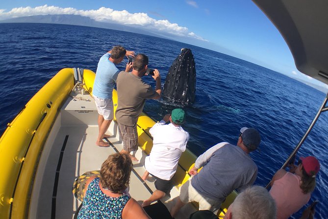 VIP (12 Guests ONLY) Ultimate Whale Watch - Crew Energy: What the Names Tell You About the Style