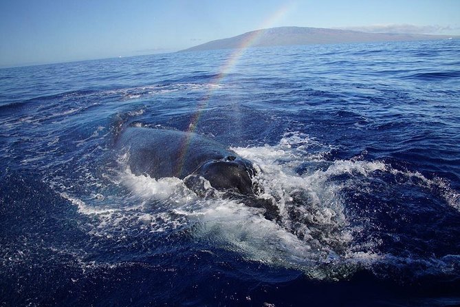 VIP (12 Guests ONLY) Ultimate Whale Watch - Value at $125: What You’re Paying For (and Why It Can Be Worth It)