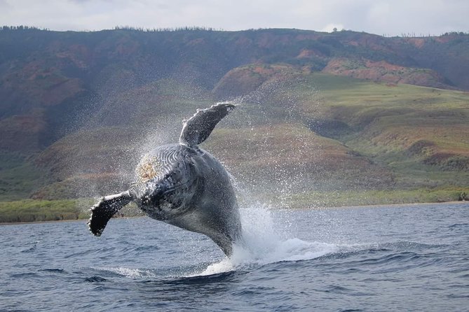 VIP (12 Guests ONLY) Ultimate Whale Watch - The Real Star: Marine Naturalist Talks + Whale Songs on the Hydrophone