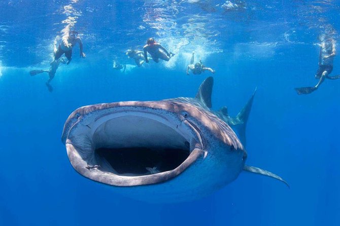 VIP Aloha Nui Snorkel Adventure w/ optional SCUBA from Lahaina - Key points I’d plan around